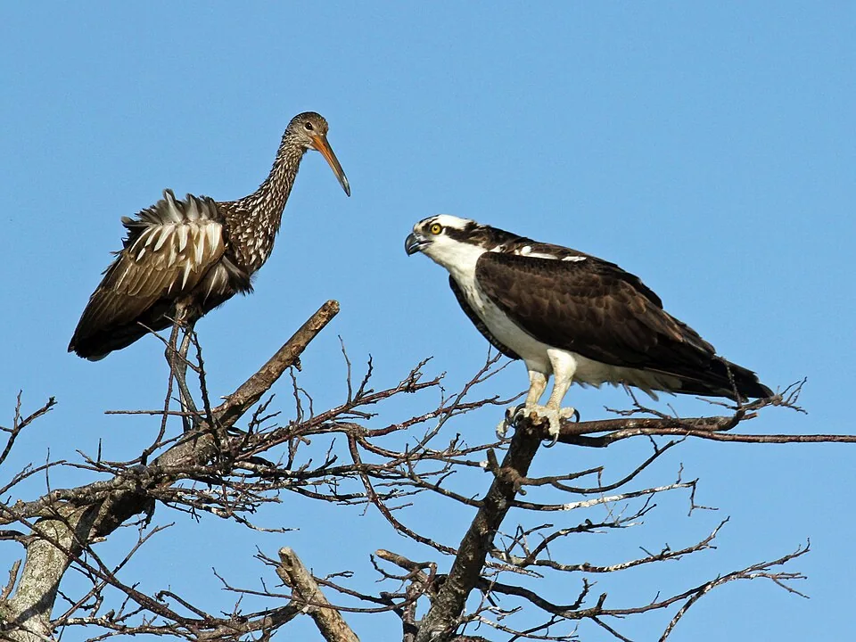 Osprey and limpkin · birdlife