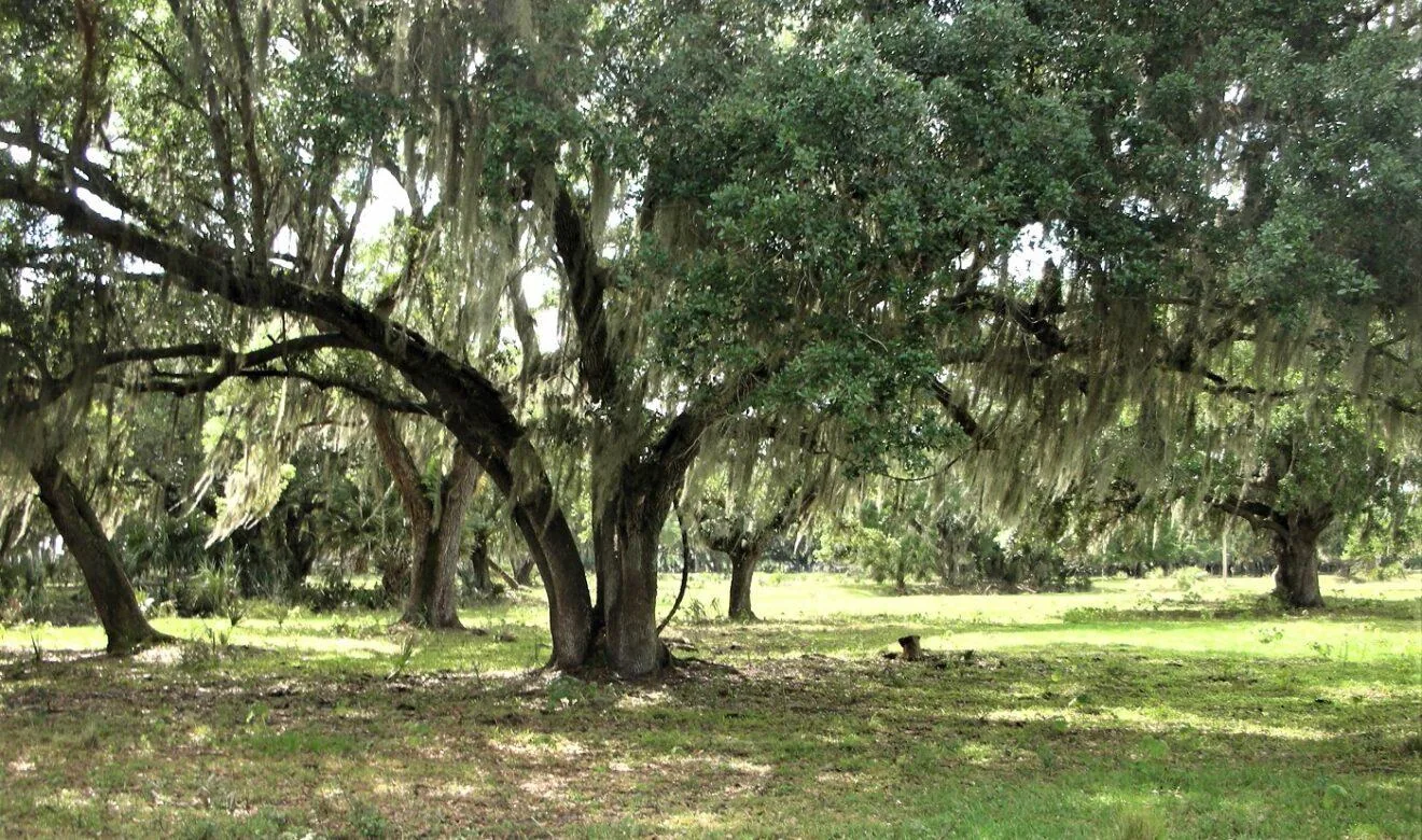 Moss-draped live oaks