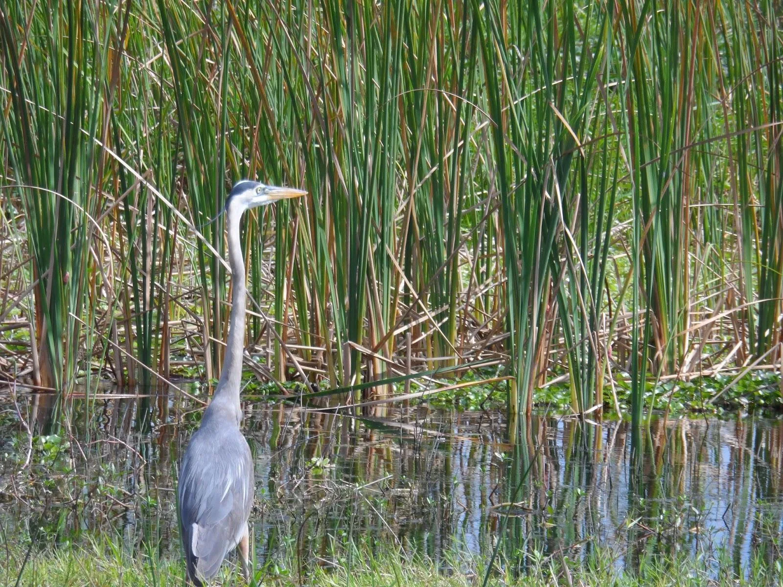 Heron in wetland reeds
